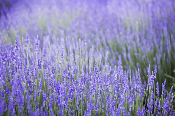 Bushes of lavender flowers. — Stock Photo, Image