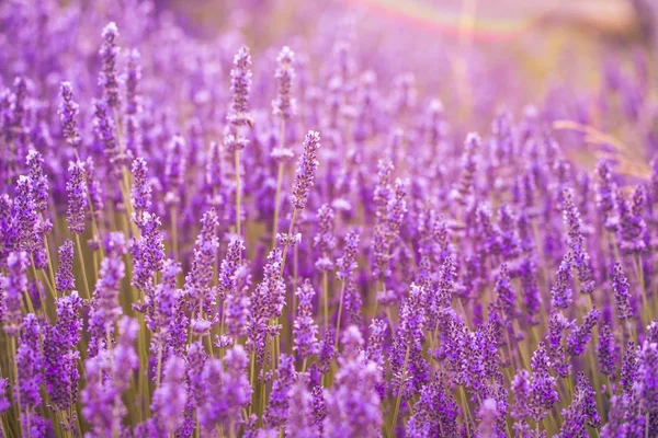 Sträucher mit Lavendelblüten. — Stockfoto