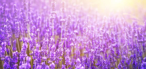 Pôr do sol sobre um campo de lavanda — Fotografia de Stock