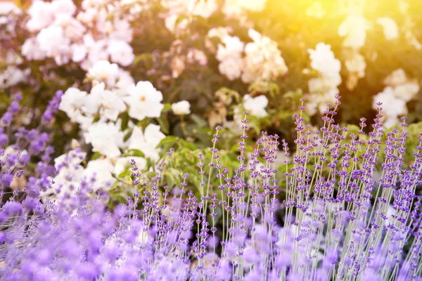 Arbustos de lavanda closeup. — Fotografia de Stock