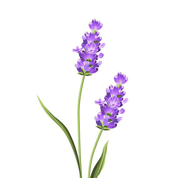 Элегантная лаванда
.