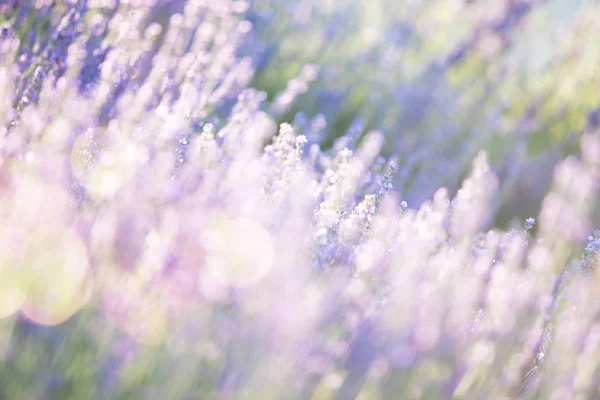 Arbustos de lavanda primer plano al atardecer. El atardecer brilla sobre flores púrpuras de lavanda. Provenza región de Francia — Foto de Stock