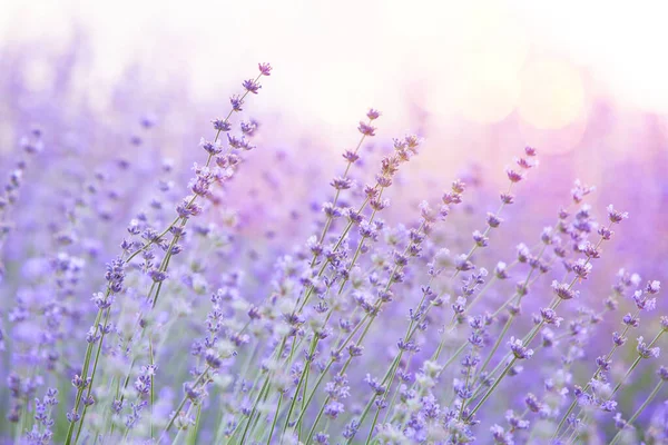 Cespugli di lavanda primo piano al tramonto. Tramonto splende su fiori viola di lavanda. Regione Provenza di Francia — Foto Stock