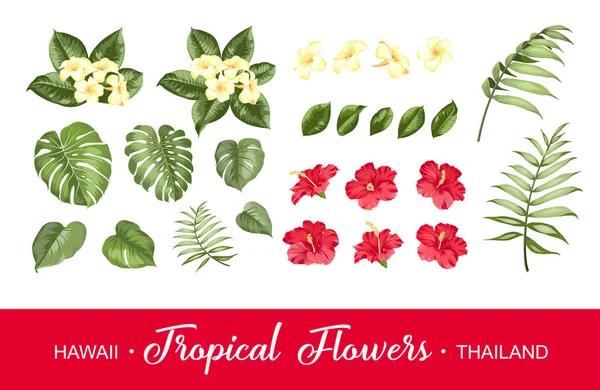 Uppsättning av tropiska blommor element. Samling av blommor på vit bakgrund — Stock vektor