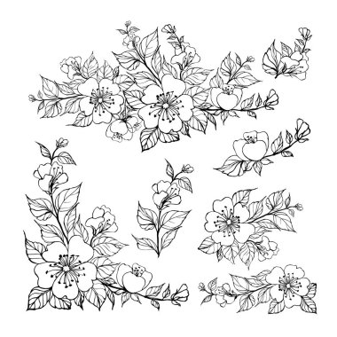 Bir grup sakura çiçeği elementi. Beyaz arkaplanda izole edilmiş bahar çiçekleri koleksiyonu.