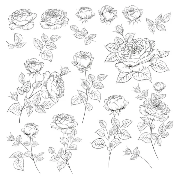 Rosenknoppsinsamling. Delar av rosor isolerade på vit bakgrund. En bukett rosor. Blomma isolerad mot vitt. Vacker uppsättning blommor. — Stock vektor