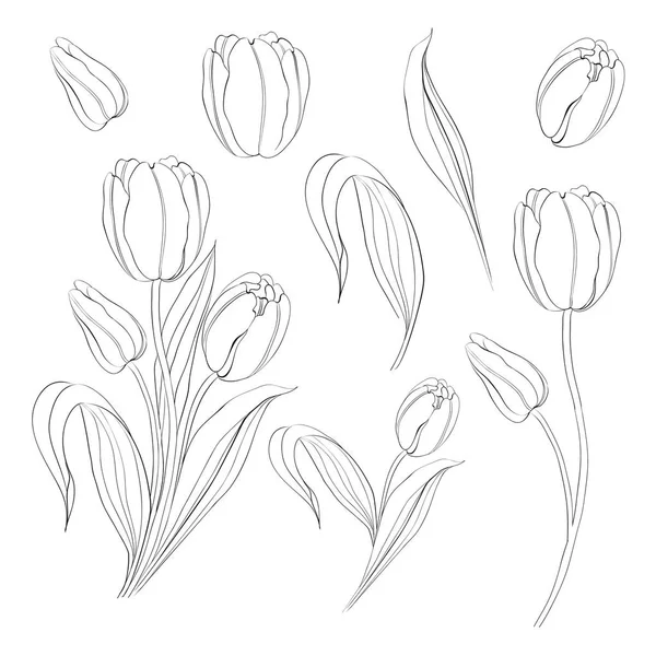 Hand drawn tulips collection in line style contour templates. Ink sketch elements of spring flowers for black and white design. — ストックベクタ