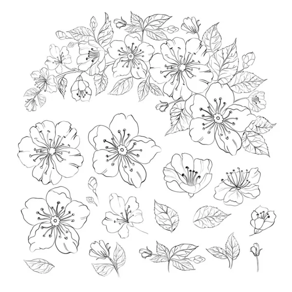 Conjunto de elementos de flores sakura. Coleção de flores prunus florescendo em um fundo branco . — Vetor de Stock