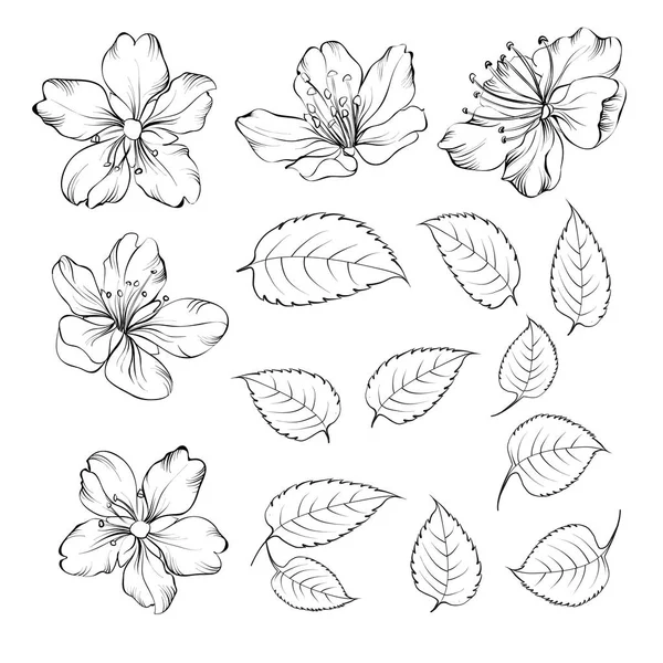 Conjunto de flores de sakura elementos. Colección de flores de ciruelo sobre un fondo blanco . — Archivo Imágenes Vectoriales