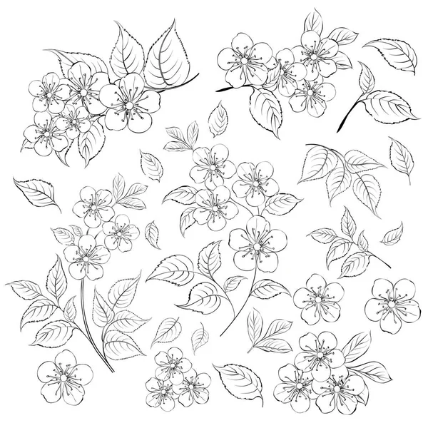 Sammlung von Sakura-Blumen, Set. Kirschblütenbündel. Schwarze Pflaumenblüten vereinzelt über weiße. Sammlung von Blumenkonturen. — Stockvektor