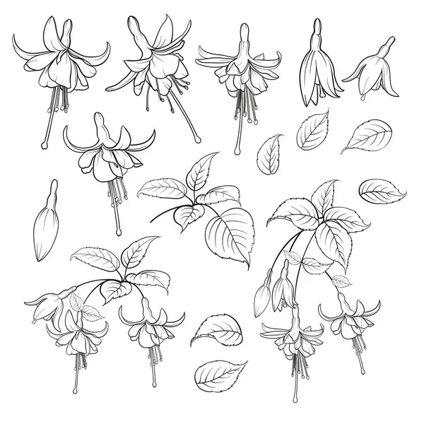 Fuchsia isolé sur fond blanc. Ensemble d'éléments de fleurs de fuhsia. Collection de fleurs de fuchsia sur fond blanc. Ensemble d'illustrations vectorielles — Image vectorielle