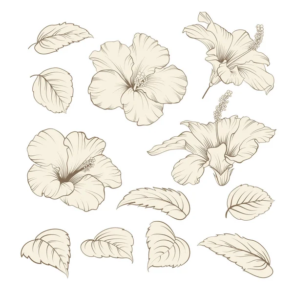 Set of tropical flowers elements. Collection of hibiscus flowers on a white background. — ストックベクタ