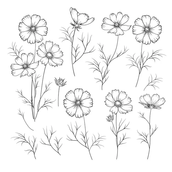 Set of linum flower elements. Collection of flax flowers on a white background. — Stock Vector