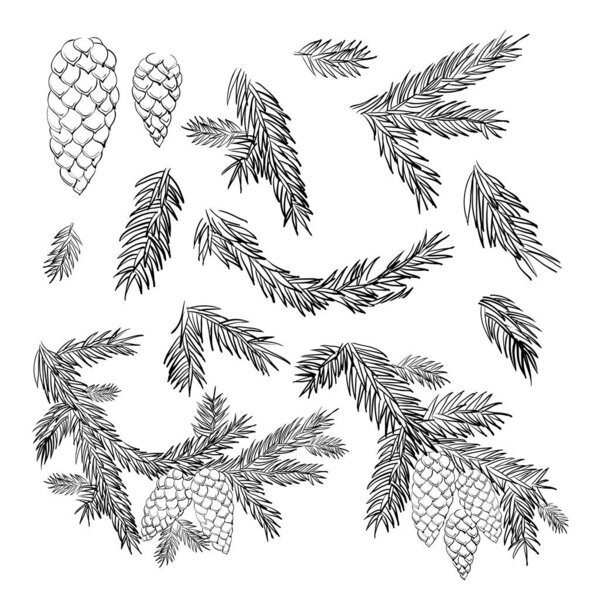 Set of Pine and spruce tree branches and cones elements. Winter holidays, Christmas and New Year design collection. Collection of coniferous forest on a white background.