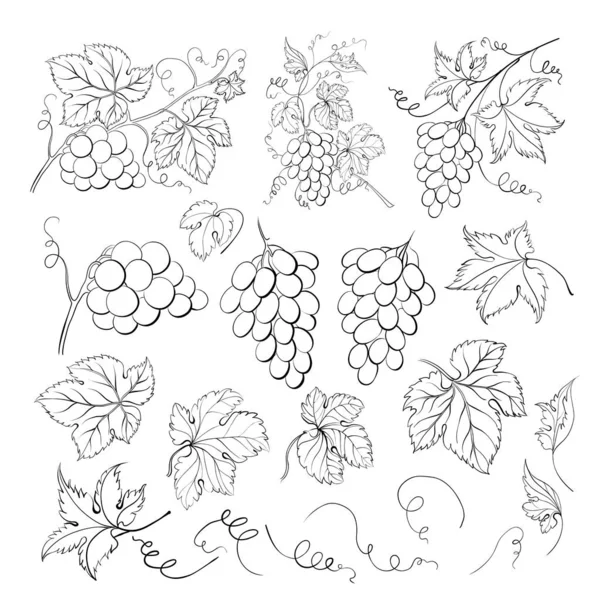 Grape bunch collection. Elements of grapes isolated on white background. Botanical elements isolated against white. — ストックベクタ