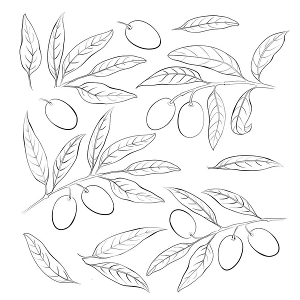 Colección de elementos de boceto de olivo. Bayas, hojas y ramas de olivo aisladas sobre fondo blanco . — Vector de stock