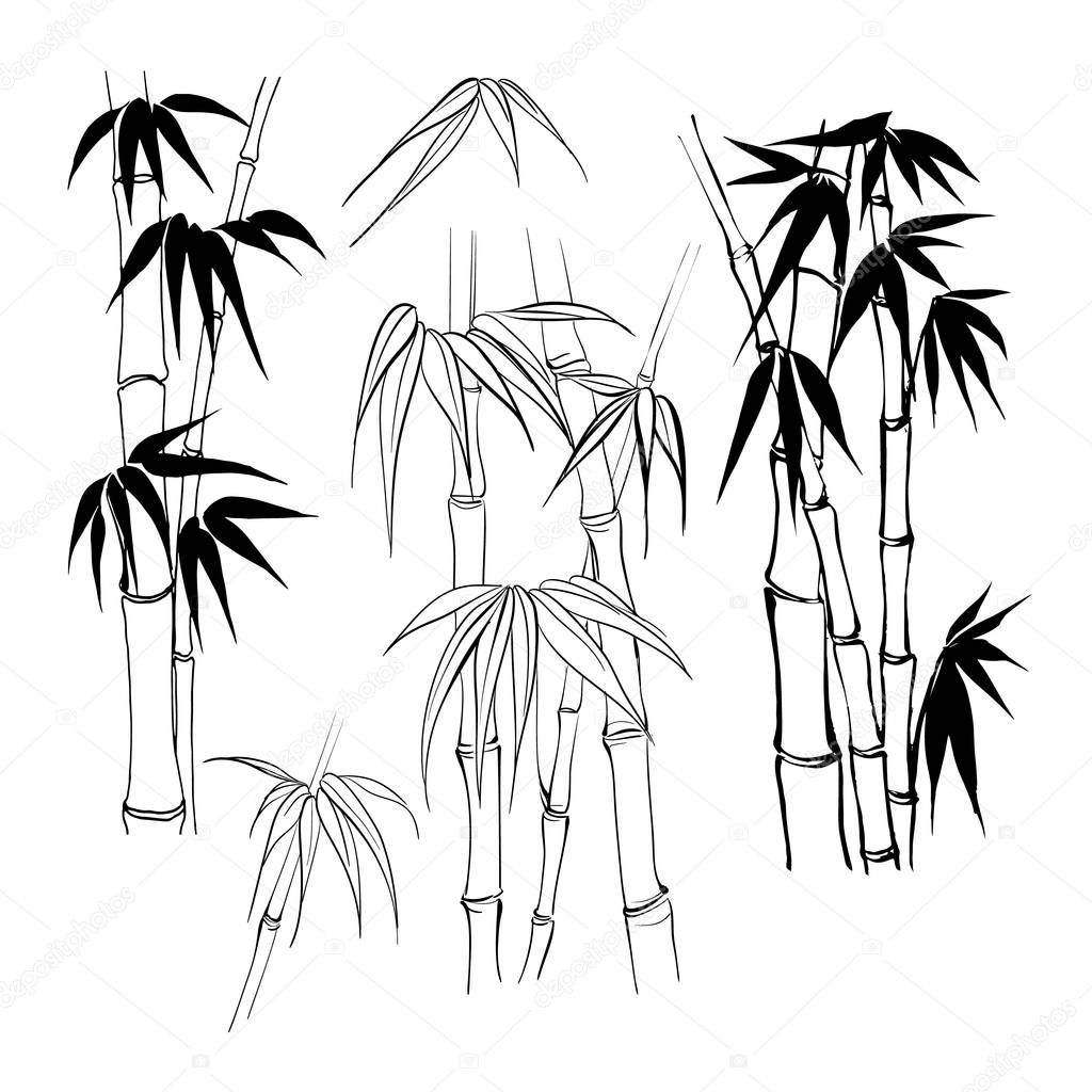 Set of tropical bamboo elements. Collection of palm leaves on a white background. Vector illustration.