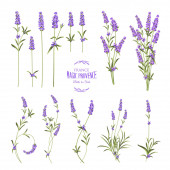 Reihe von Lavendelblüten Elementen. Sammlung von Lavendelblüten auf weißem Hintergrund. Vektorillustration
