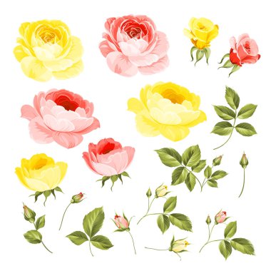 Gül goncası koleksiyonu. Beyaz arka planda yalıtılmış gül elementleri. Bir buket gül. Çiçek beyaza karşı yalıtılmış. Çok güzel çiçekler..