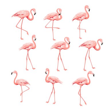 Bir dizi flamingo kuşu elementi. Beyaz arkaplanda flamingo koleksiyonu.