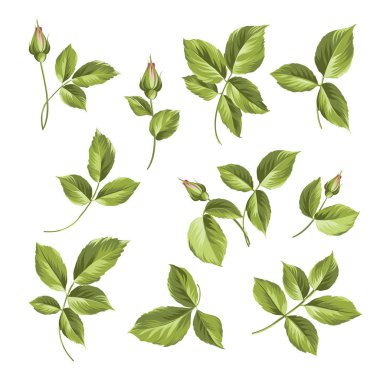 Gül goncası koleksiyonu. Beyaz arka planda yalıtılmış gül elementleri. Bir buket gül. Çiçek beyaza karşı yalıtılmış. Çok güzel çiçekler..