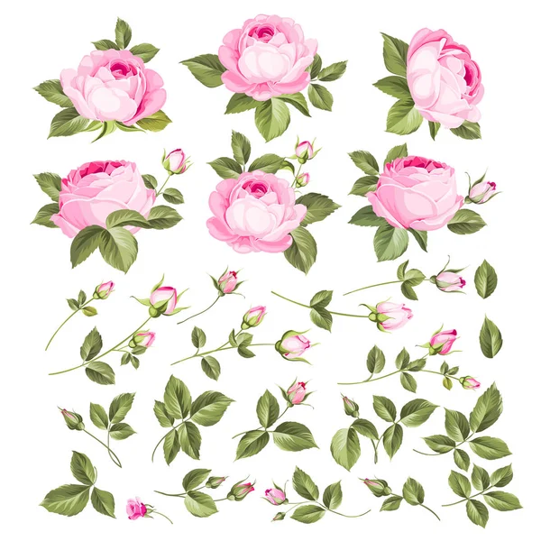 Rosenknosensammlung. Elemente von Rosen isoliert auf weißem Hintergrund. Rosenstrauß. Blume isoliert gegen Weiß. schöne Reihe von Blumen. — Stockvektor