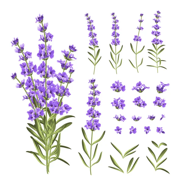 Conjunto de elementos de flores de lavanda. Coleção de flores de lavanda em um fundo branco. Ilustração vetorial — Vetor de Stock