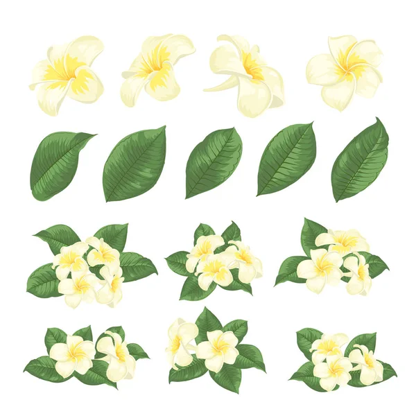Σύνολο από τροπικά λουλούδια. Συλλογή από λουλούδια plumeria σε λευκό φόντο. Floral πρότυπα με λουλούδια ανθισμένα στον κήπο. — Διανυσματικό Αρχείο