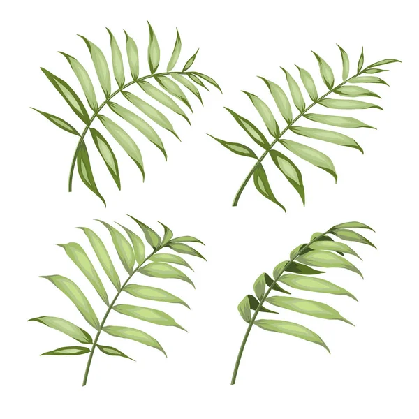 Colección de hojas de palmera. Conjunto de siluetas en línea negra de hojas de cicas aisladas sobre fondo blanco . — Vector de stock