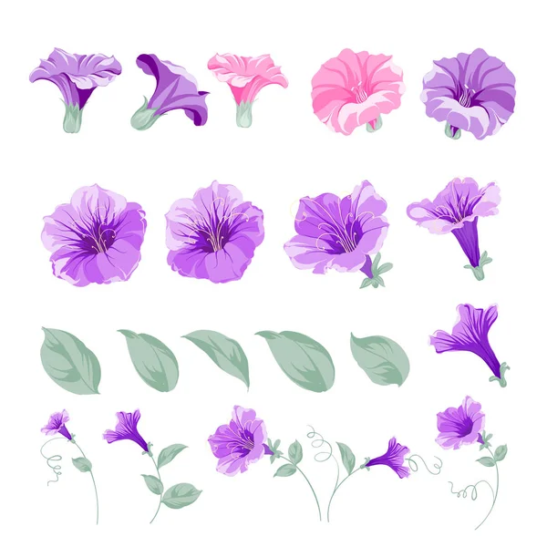 Set von Bindweed-Blütenelementen. Sammlung von gewundenen Blüten auf weißem Hintergrund. Blumenvorlagen mit blühenden Blumen im Garten. — Stockvektor