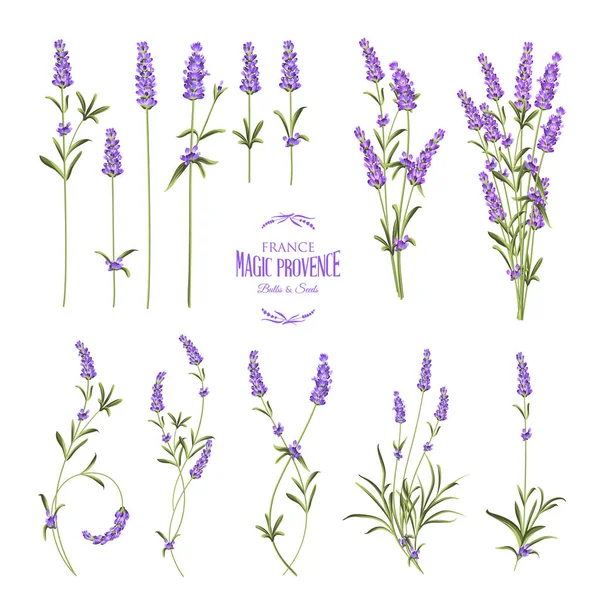 Set van lavendel bloemen elementen. Collectie van lavendelbloemen op een witte achtergrond. Vectorillustratie — Stockvector