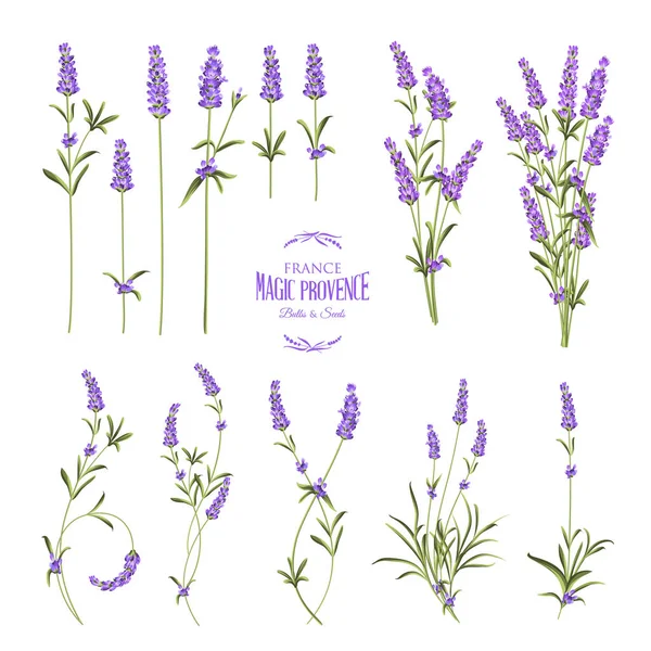 Ensemble d'éléments de fleurs de lavande. Collection de fleurs de lavande sur fond blanc. Illustration vectorielle — Image vectorielle