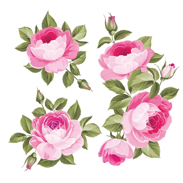 Flores vintage definido sobre fundo branco. Casamento rosa flores pacote. Coleção de flores de aquarela detalhada mão desenhada rosas. Rosa vintage decorativa e broto . —  Vetores de Stock