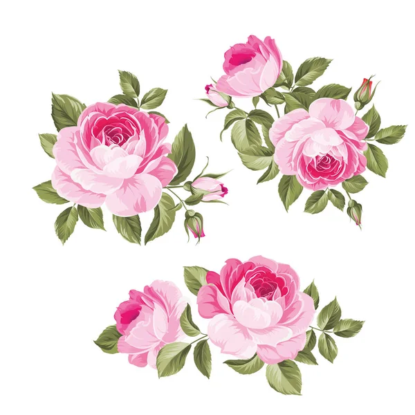 Flores vintage definido sobre fundo branco. Casamento rosa flores pacote. Coleção de flores de aquarela detalhada mão desenhada rosas. Rosa vintage decorativa e broto . —  Vetores de Stock