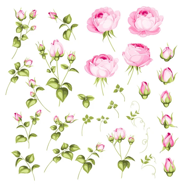 Collezione Rose Bud. Elementi di rose isolate su sfondo bianco. Bouquet di rose. Fiore isolato contro bianco. Bella serie di fiori . — Vettoriale Stock