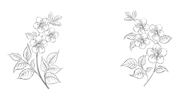 Fiore di ciliegio calligrafia. Carino disegnato a mano ramo di sakura isolato. Sacura isolata sul bianco. Ramo di fiori di ciliegio giapponesi con bellissimi fiori . — Vettoriale Stock