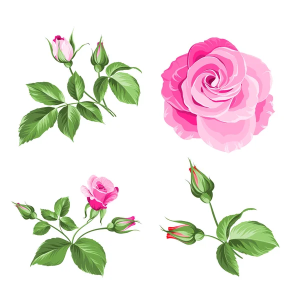 玫瑰花蕾收集。 在白色背景上分离的玫瑰元素。 一束玫瑰。 花朵与白色隔离。 漂亮的花束. — 图库矢量图片