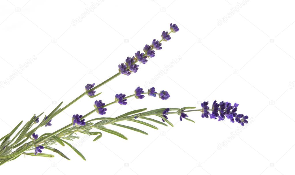 Lavender flowers in closeup. Bunch of lavender flowers isolated over white background. Awesome top view with purple lavender flowers close-up isolated on white background