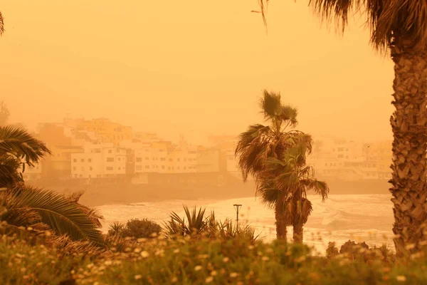 Kanarya adasının sahilindeki palmiye ağaçları ve binalar. Kalima kum rüzgarı ve Afrika 'dan gelen toz. Kanarya Adaları 'nda Kalima kum fırtınası. Tenerife, Puerto de la Cruz, Playa Jardin — Stok fotoğraf
