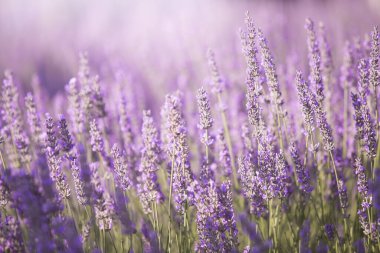 Lavanta çalılarının üzerinde gün batımı gökyüzü. Çiçek tarlasının arka planına yakın plan. Yaşam tarzı illüstrasyonu için tasarım şablonu
