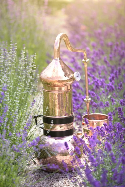 Distilling apparatus alembic on the ground with esential oil between of lavender field lines — Stock Photo, Image