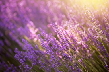 Lavanta çalılarının üzerinde gün batımı gökyüzü. Çiçek tarlasının arka planına yakın plan. Yaşam tarzı illüstrasyonu için tasarım şablonu