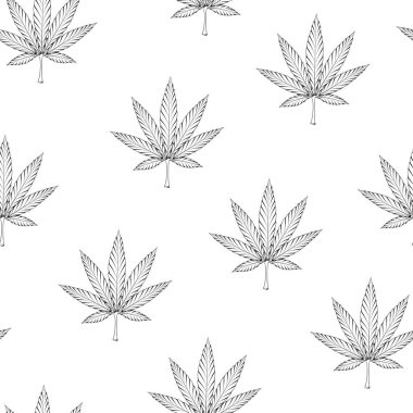 Marihuana dikişsiz desen. Kenevir yaprağı çizimi beyaza izole edilmiş. Tıbbi esrar deseni