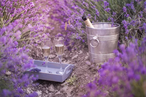 Lavender bushes with gravel ground. Beautiful champagne bucket and table at lavender field closeup. Lavender flower field, image for natural background