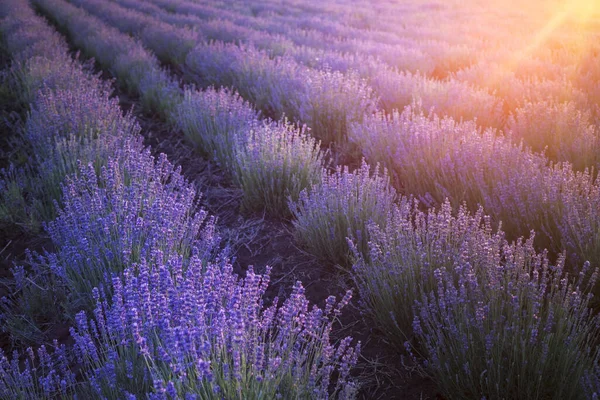 Flowers at sunset rays in the lavender fields in the mountains. Beautiful image of lavender over summer sunset landscape — Stock Photo, Image