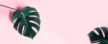 Tropik yapraklar Monstera 'yı pembe yatay arkaplanda bırakır. Abstarct Flat yatay ve üst görünüm. Pembe arka planda tropik canavar yaprağı. Pembe arka planda tropik canavar