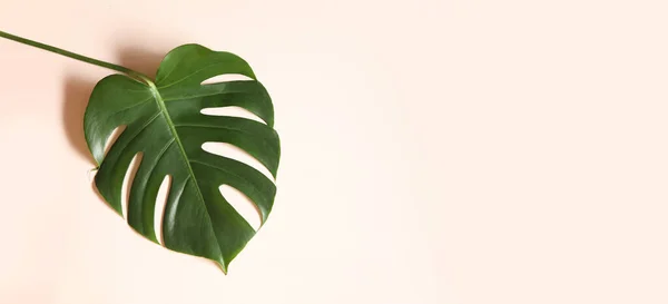 Tropische bladeren Monstera op roze horizontale achtergrond. Abstarct Flat lay en bovenaanzicht. Groen tropisch blad van monstera roze achtergrond. Tropische monstera op roze achtergrond — Stockfoto