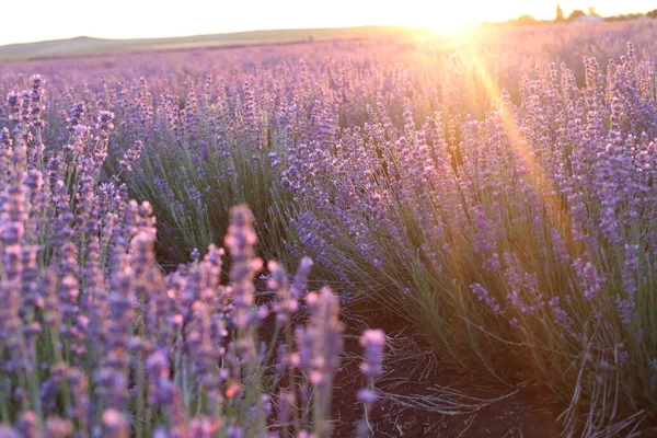 Prachtig beeld van lavendelveld boven zomerzonondergaande landschap. Zonsondergang stralen over een lavendel bloemen — Stockfoto