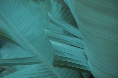 Yeşil Yaprak 'ın doku arka planı. Muz yaprağı arka planı. Kanarya Adaları 'ndaki tropik muz çiftliği