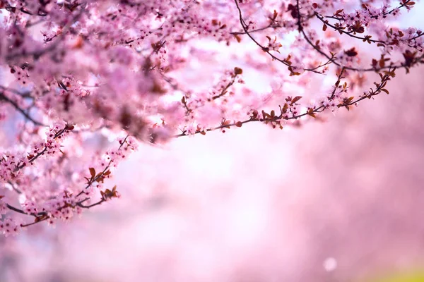 Mor kiraz çiçekleri mavi gökyüzüne karşı. Çiçek açan ağaç ve güneş ışığıyla güzel bir doğa sahnesi. Kiraz, sakura, kayısı, Badem çiçekli pembe bahar çiçekleri. — Stok fotoğraf